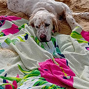 Plume participe au concours pour gagner de l'argent avec cette photo : dog, beach, sand, towel, water, relaxed, white_dog, spotted_dog, lying_down, outdoor, summer, vacation, animal, nature, coast, holiday, resting, colorful, scenic, calm