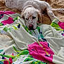 dog, beach, sand, towel, water, relaxed, white_dog, spotted_dog, lying_down, outdoor, summer, vacation, animal, nature, coast, holiday, resting, colorful, scenic, calm