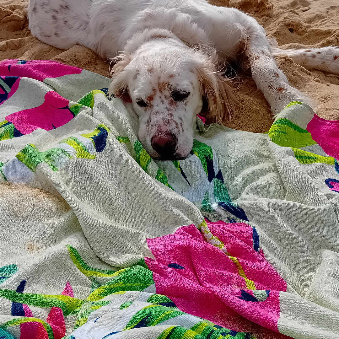 Plume participe au concours pour gagner de l'argent avec cette photo : animal, beach, calm, coast, colorful, dog, holiday, lying_down, nature, outdoor, relaxed, resting, sand, scenic, spotted_dog, summer, towel, vacation, water, white_dog