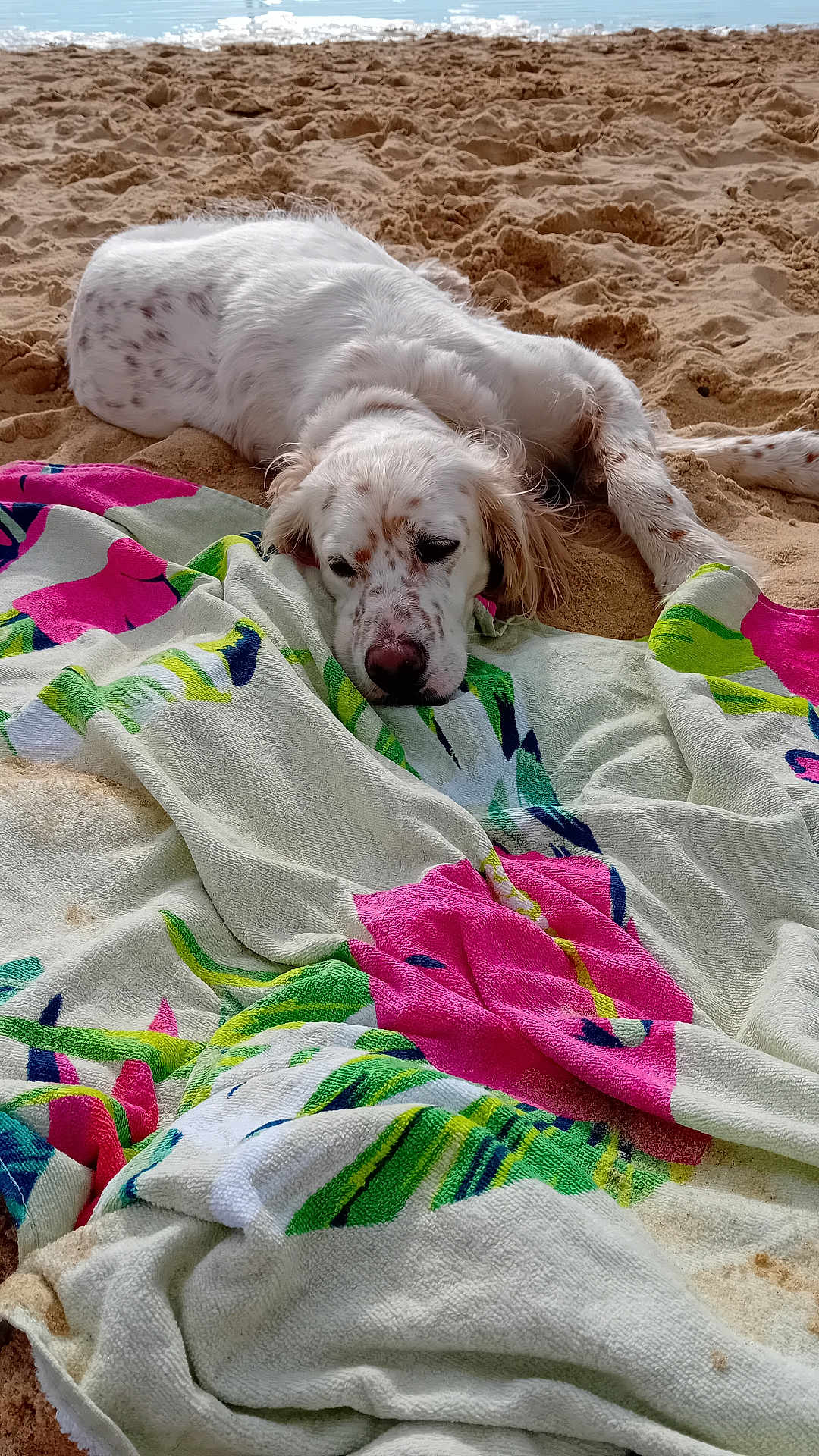 Plume participe au concours pour gagner de l'argent avec cette photo : dog, beach, sand, towel, water, relaxed, white_dog, spotted_dog, lying_down, outdoor, summer, vacation, animal, nature, coast, holiday, resting, colorful, scenic, calm