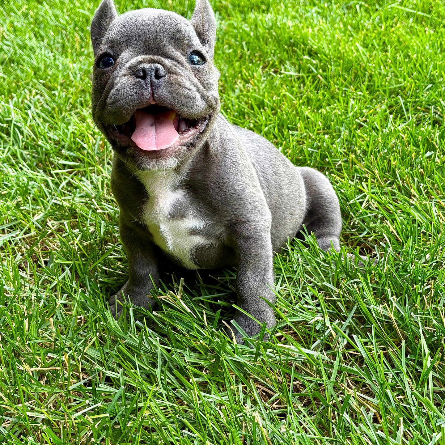 Dipper joined the competition — help win amazing prizes! animal, canine, closeup, cute, daylight, dog, fur, grass, greenery, happy, mammal, nature, outdoor, pet, playful, puppy, sitting, smiling, tongue_out, young_dog