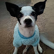Chico joined the competition — help win amazing prizes! dog, pet, indoor, carpet, sweater, black_and_white, small_dog, ears_up, attentive, cute, animal, companion, furry, sitting, looking_up, cozy, domestic, mammal, friendly, house