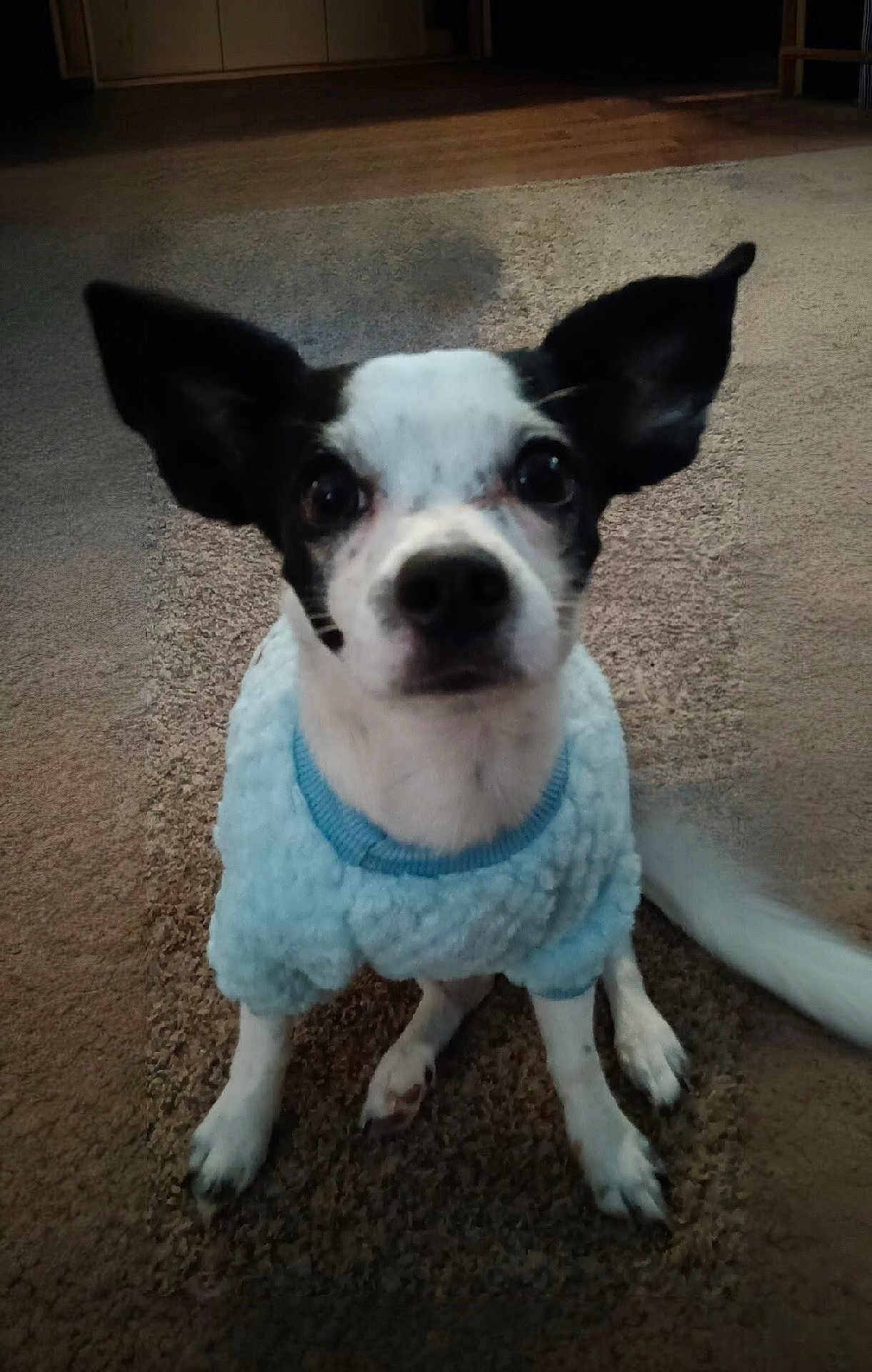 Chico joined the competition — help win amazing prizes! dog, pet, indoor, carpet, sweater, black_and_white, small_dog, ears_up, attentive, cute, animal, companion, furry, sitting, looking_up, cozy, domestic, mammal, friendly, house