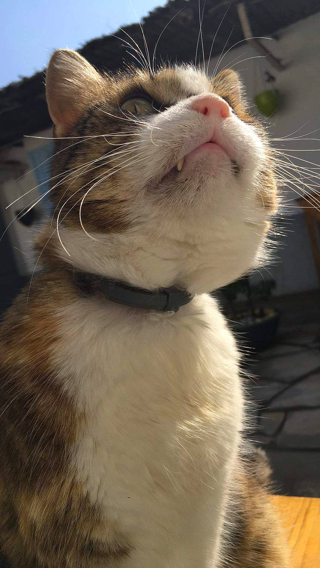 Kittie a rejoint le concours — aidez-le/la à gagner de superbes lots ! carnivore, cat, claw, collar, domestic_short_haired_cat, felidae, fur, grass, paw, photography, sky, small_to_medium_sized_cats, snout, tail, terrestrial_animal, whiskers