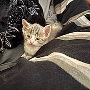 Zeus joined the competition — help win amazing prizes! animal, bed, blanket, cat, closeup, comfort, cozy, cute, domestic, fur, indoor, kitten, pet, relaxed, resting, sleepy, small, soft, striped_clothing, young