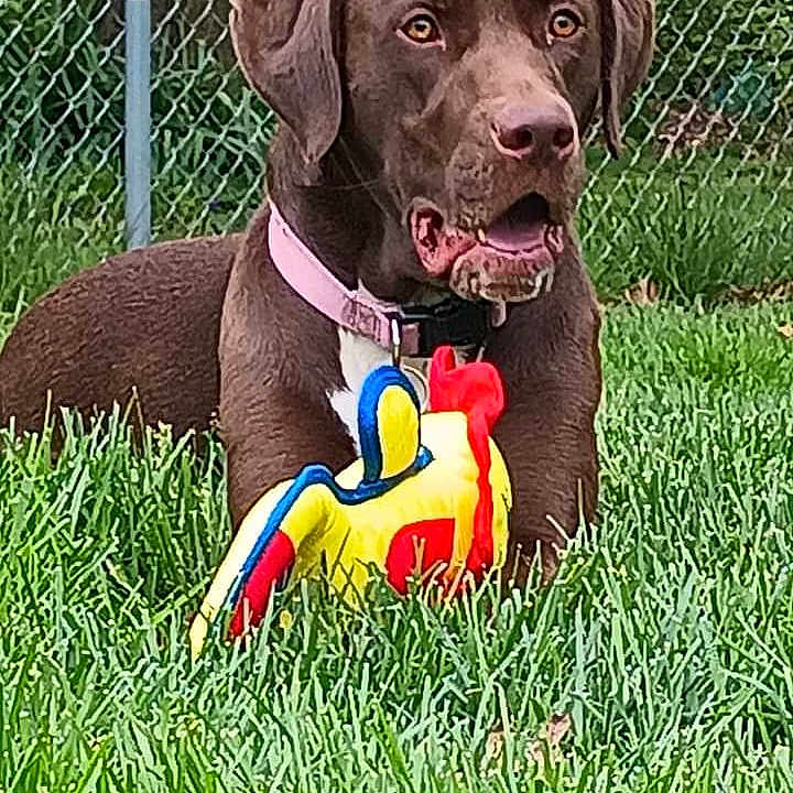 Bailey is registered to the contest to win money with this photo: ball, carnivore, collar, companion_dog, dog, dog_breed, dog_collar, dog_supply, fence, grass, gun_dog, leash, liver, mesh, pet_supply, plant, snout, sporting_group, tennis_ball, working_animal