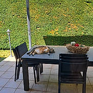 Perle participe au concours pour gagner de l'argent avec cette photo : animal, basket, cactus, cat, chairs, daylight, furniture, greenery, hedge, leisure, outdoor, patio, pet, relaxing, resting, shadow, sunlight, tabby_cat, table, tiled_floor