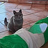 cat, gray_cat, indoor, tile_floor, play_tunnel, green, white, pet, animal, curious, sitting, ears_up, alert, feline, domestic_cat, home, floor, kitten, looking, quiet