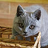 kitten, cat, gray_fur, whiskers, basket, woven, curious, indoor, pet, animal, closeup, young_cat, feline, cute, soft_light, background_blur, ears, eyes, floor, domestic