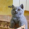 kitten, gray_cat, basket, curious, indoor, cute, animal, pet, feline, young_cat, whiskers, ears, paws, looking_up, cozy, home, fur, mischievous, background, kitchen