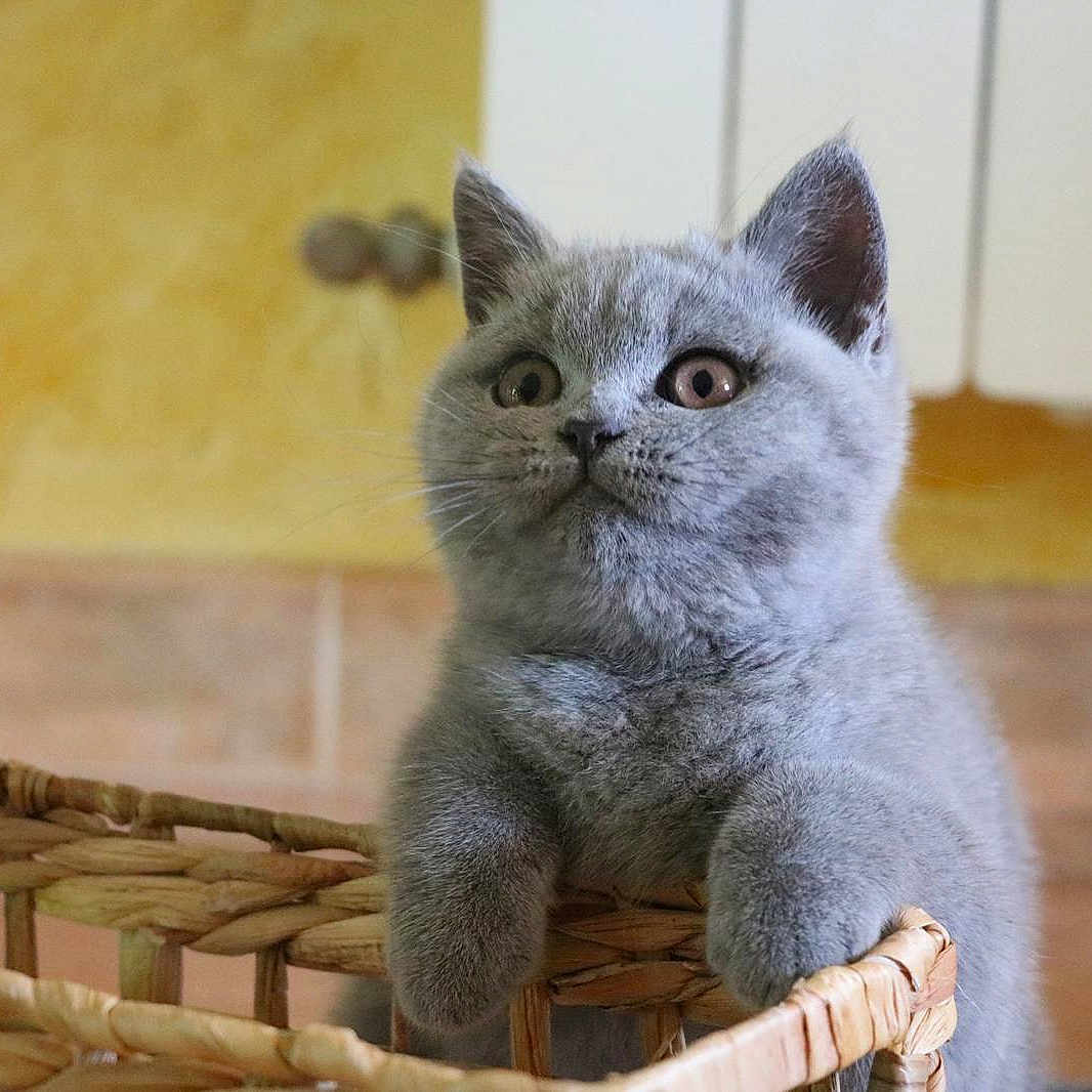 Bella