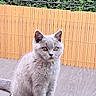 cat, kitten, gray_cat, pet, animal, feline, outdoor, wooden_floor, fence, greenery, sitting, curious, young_cat, fur, whiskers, ears, tail, domestic_animal, cute, alert