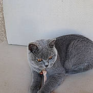 Bella participe au concours pour gagner de l'argent avec cette photo : cat, gray_cat, pet, feline, cushion, beige, indoor, collar, bell, leash, animal, cute, fur, whiskers, relaxed, sitting, closeup, orange_eyes, domestic_cat, resting