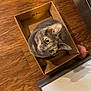 Mia is registered to the contest to win money with this photo: animal, cardboard_box, cat, closeup, cozy, curious, cute, domestic_animal, ears, feline, floor, head_tilt, household, indoor, looking_up, pet, small_box, whiskers, wooden_floor, yellow_eyes