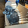 Mia joined the competition — help win amazing prizes! cardboard_box, cat, cozy, curled_up, cute, domestic_animal, feline, gray_cat, home_interior, indoor, pet, quiet, relaxing, resting, shadow_pattern, sleeping, soft_light, striped_shadows, sunlight, wooden_floor