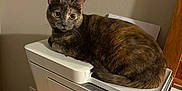 Mia is registered to the contest to win money with this photo: animal, cat, closeup, cozy, curious, desk, ears, feline, household, indoor, looking, office, pet, printer, quiet, sitting, technology, tortoiseshell, whiskers, wooden_furniture