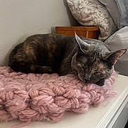 Mia joined the competition — help win amazing prizes! calm, cat, comfortable, cozy, domestic_cat, fur, furniture, home, indoor, knitted_blanket, nap, pet, pillow, pink_blanket, quiet, relaxation, resting, sleeping, tabby_cat, white_dresser
