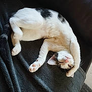 Isis a rejoint le concours — aidez-le/la à gagner de superbes lots ! cat, pet, animal, feline, relaxed, sleeping, stretching, indoor, blanket, leather_couch, white_fur, black_spots, paw, nose, whiskers, floor_tiles, cozy, domestic, cute, resting