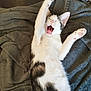 Isis a rejoint le concours — aidez-le/la à gagner de superbes lots ! cat, animal, pet, feline, yawning, stretching, white, black, tabby, fur, paw, blanket, cozy, relaxed, lying_down, cute, indoor, sleepy, close_up, happy