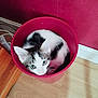 Isis participe au concours pour gagner de l'argent avec cette photo : cat, bucket, red_bucket, black_and_white_cat, curious, indoor, wooden_floor, wall, pet, animal, cute, feline, domestic_cat, looking_up, sitting, small_space, container, floor, home, cozy