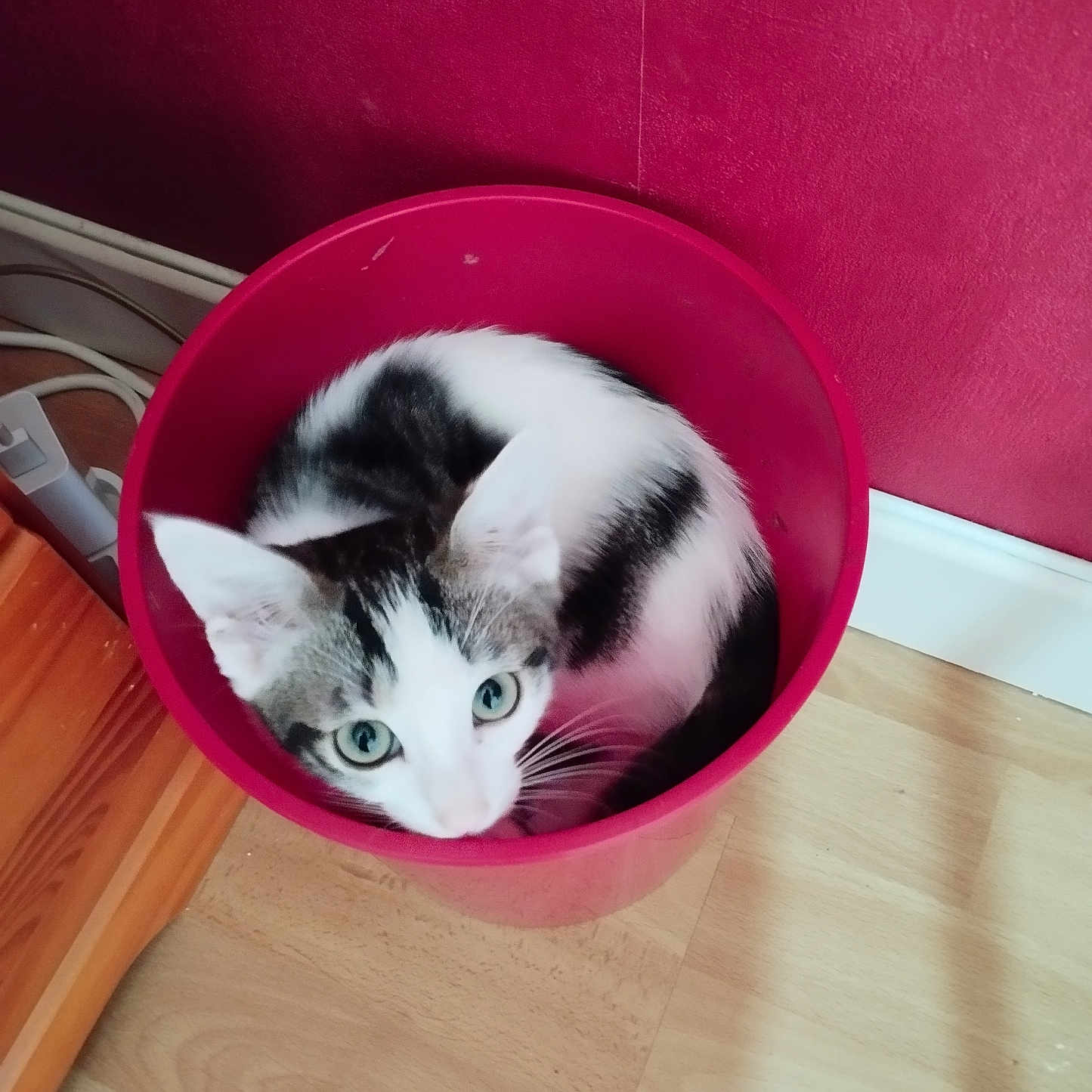 Isis participe au concours pour gagner de l'argent avec cette photo : animal, black_and_white_cat, bucket, cat, container, cozy, curious, cute, domestic_cat, feline, floor, home, indoor, looking_up, pet, red_bucket, sitting, small_space, wall, wooden_floor