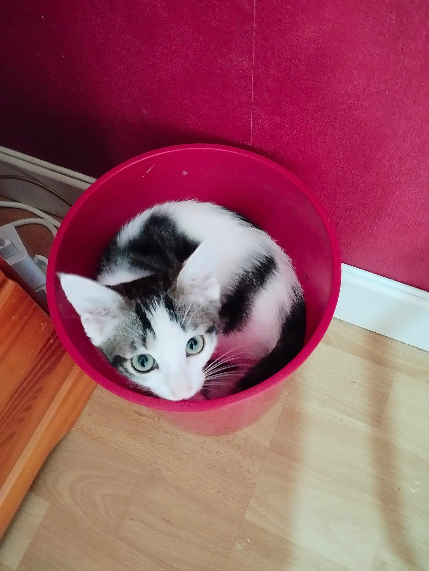 Isis participe au concours pour gagner de l'argent avec cette photo : cat, bucket, red_bucket, black_and_white_cat, curious, indoor, wooden_floor, wall, pet, animal, cute, feline, domestic_cat, looking_up, sitting, small_space, container, floor, home, cozy