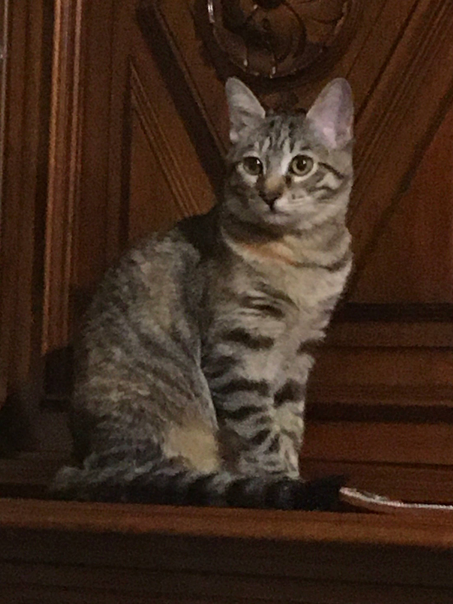 Esther participe au concours pour gagner de l'argent avec cette photo : american_shorthair, american_wirehair, asian, australian_mist, california_spangled, carnivore, cat, domestic_short_haired_cat, dragon_li, egyptian_mau, european_shorthair, felidae, kitten, mammal, ocicat, small_to_medium_sized_cats, sokoke, tabby_cat, vertebrate, whiskers