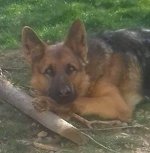 Jesse a rejoint le concours — aidez-le/la à gagner de superbes lots ! ancient_dog_breeds, canidae, canis, carnivore, dog, dog_breed, fawn, herding_dog, king_shepherd, snout, sporting_group, terrestrial_animal, wildlife, working_animal, working_dog