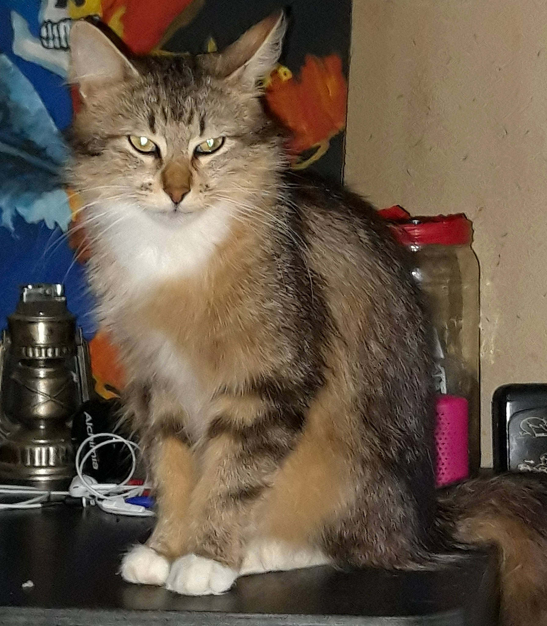 Mémère a rejoint le concours — aidez-le/la à gagner de superbes lots ! box, carnivore, cat, cat_supply, coffeemaker, domestic_short_haired_cat, felidae, fur, kettle, kitchen_appliance, paw, pet_supply, photo_caption, serveware, small_to_medium_sized_cats, snout, tail, whiskers