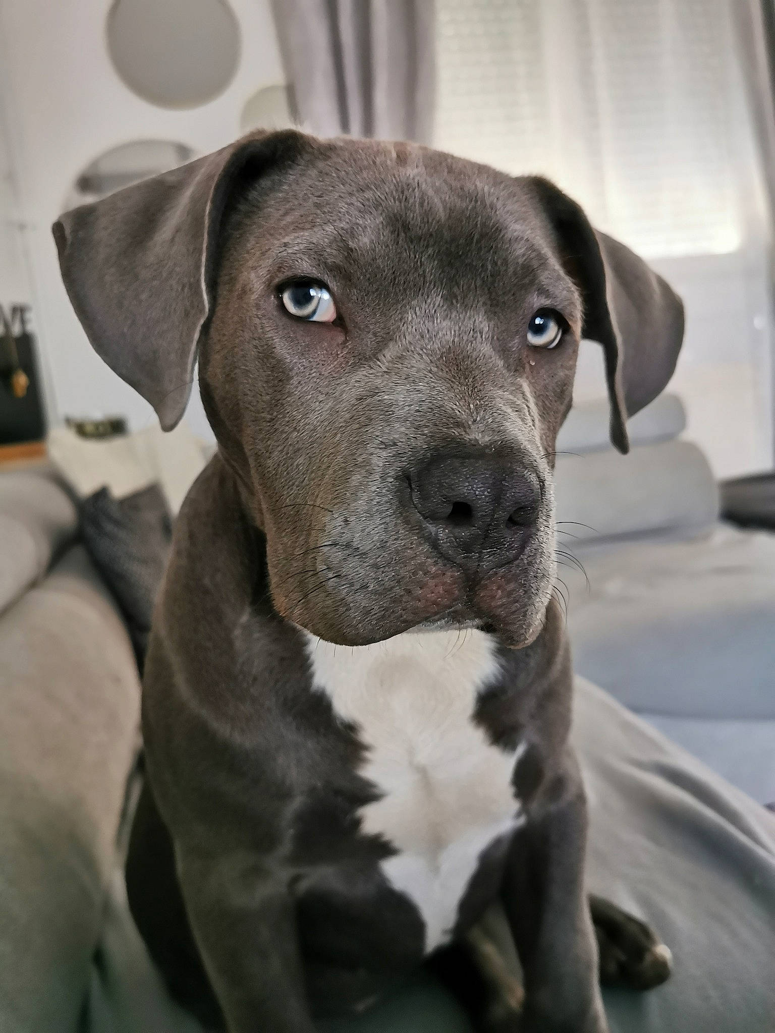 Pita a rejoint le concours — aidez-le/la à gagner de superbes lots ! american_pit_bull_terrier, american_staffordshire_terrier, bandog, canidae, carnivore, dog, dog_breed, ear, fawn, mammal, molosser, non_sporting_group, pit_bull, puppy, rare_breed_dog, snout, sporting_group, staffordshire_bull_terrier, vertebrate, whiskers