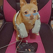 Pyro joined the competition — help win amazing prizes! accessory, animal, black, chair, chihuahua, cute, dog, funny, game_controller, gamer, gaming_chair, glasses, headphones, indoor, pet, pink, playful, sitting, small_dog, technology