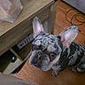 Smoky joined the competition — help win amazing prizes! french_bulldog, dog, pet, indoor, wooden_table, floor, brown_floor, curious, looking_up, ears_up, cable, living_room, furniture, close_up, animal, canine, companion, cute, domestic, brindle