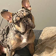 Smoky is registered to the contest to win money with this photo: french_bulldog, dog, pet, indoor, couch, blanket, curious, head_tilt, canine, fur, ears, snout, sitting, domestic_animal, wall, animal_portrait, companion, cute, household, furniture