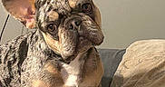 Smoky is registered to the contest to win money with this photo: animal_portrait, blanket, canine, companion, couch, curious, cute, dog, domestic_animal, ears, french_bulldog, fur, furniture, head_tilt, household, indoor, pet, sitting, snout, wall