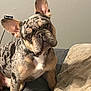 french_bulldog, dog, pet, indoor, couch, blanket, curious, head_tilt, canine, fur, ears, snout, sitting, domestic_animal, wall, animal_portrait, companion, cute, household, furniture