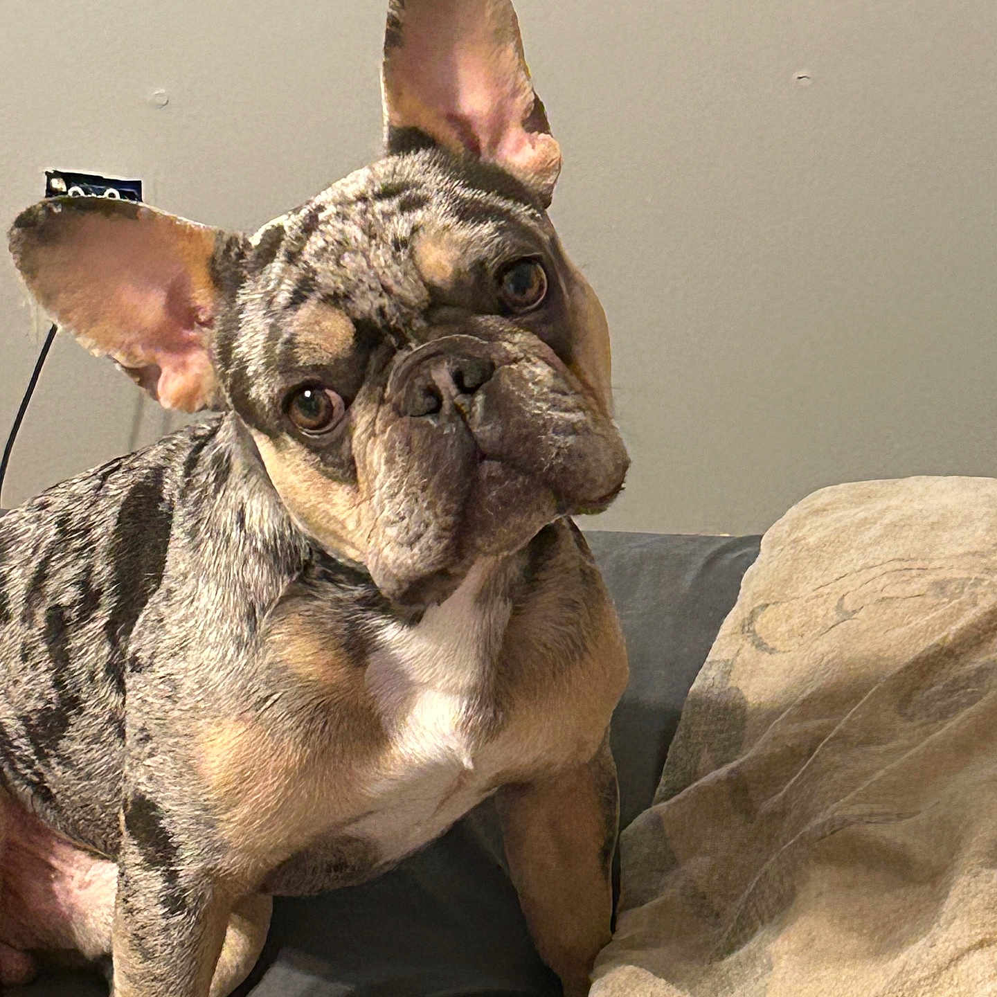 Smoky is registered to the contest to win money with this photo: animal_portrait, blanket, canine, companion, couch, curious, cute, dog, domestic_animal, ears, french_bulldog, fur, furniture, head_tilt, household, indoor, pet, sitting, snout, wall