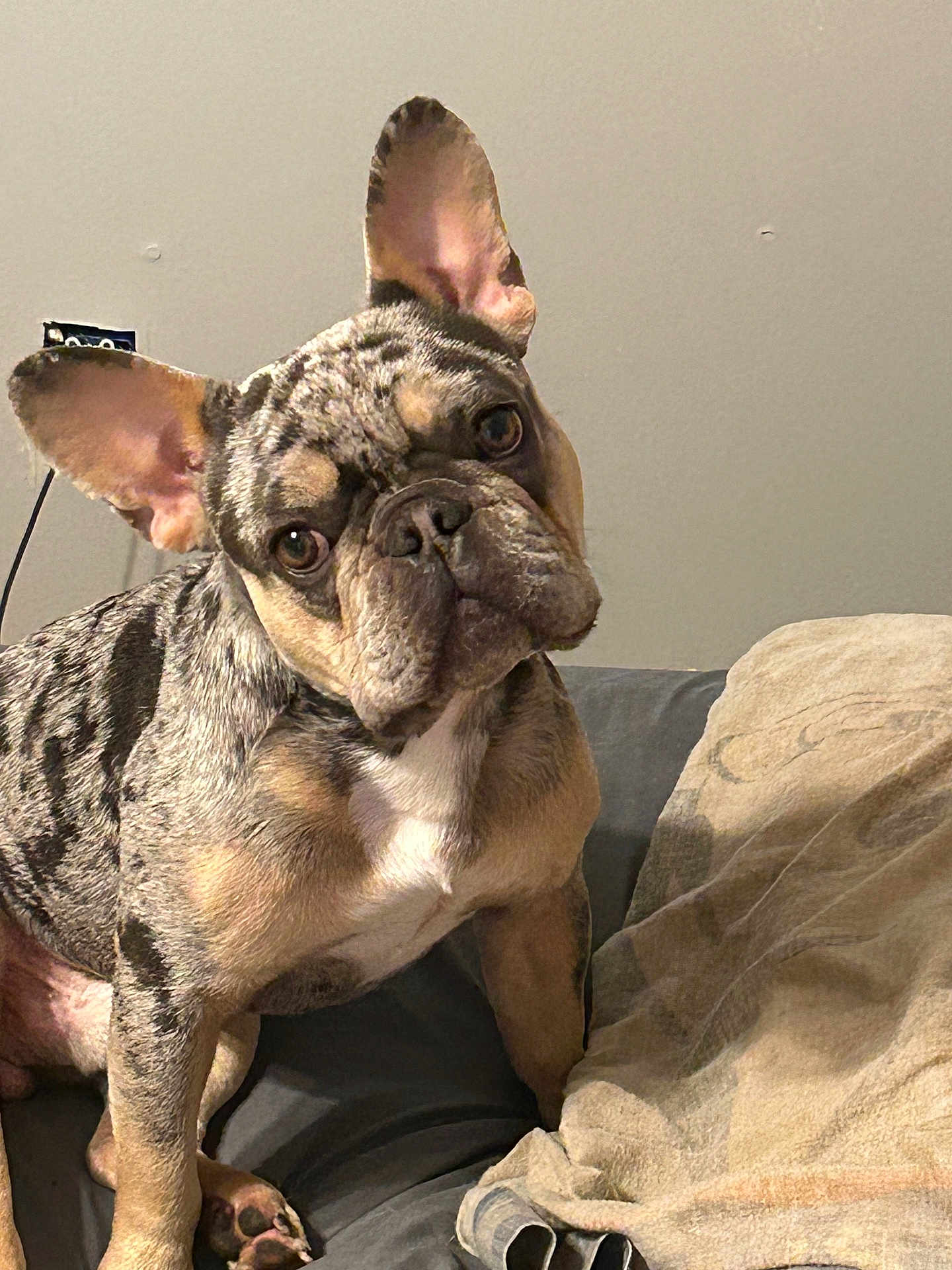 Smoky is registered to the contest to win money with this photo: french_bulldog, dog, pet, indoor, couch, blanket, curious, head_tilt, canine, fur, ears, snout, sitting, domestic_animal, wall, animal_portrait, companion, cute, household, furniture