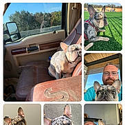 Smoky joined the competition — help win amazing prizes! dog, french_bulldog, pet, car, grass, man, portrait, indoor, outdoor, leash, window, seat, face, animal, companion, resting, close_up, casual, beard, glasses