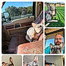dog, french_bulldog, pet, car, grass, man, portrait, indoor, outdoor, leash, window, seat, face, animal, companion, resting, close_up, casual, beard, glasses