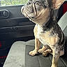 Smoky joined the competition — help win amazing prizes! dog, french_bulldog, brindle, pet, car_seat, window, indoor, side_view, ears, curious, animal, canine, sitting, portrait, vehicle_interior, seat, closeup, looking_out, paw, fur