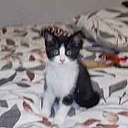 Luna is registered to the contest to win money with this photo: kitten, cat, black_and_white, pet, bedspread, indoor, animal, feline, young, small, cute, sitting, curious, soft, blurred, domestic, fur, whiskers, ears, eyes