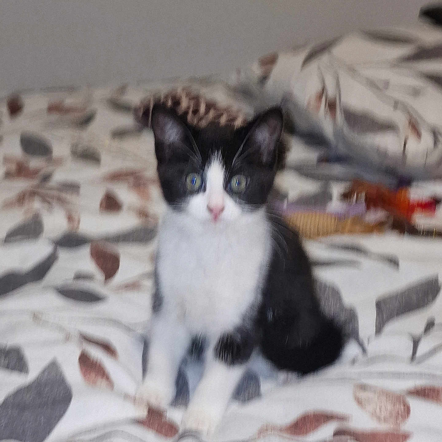 Luna is registered to the contest to win money with this photo: animal, bedspread, black_and_white, blurred, cat, curious, cute, domestic, ears, eyes, feline, fur, indoor, kitten, pet, sitting, small, soft, whiskers, young