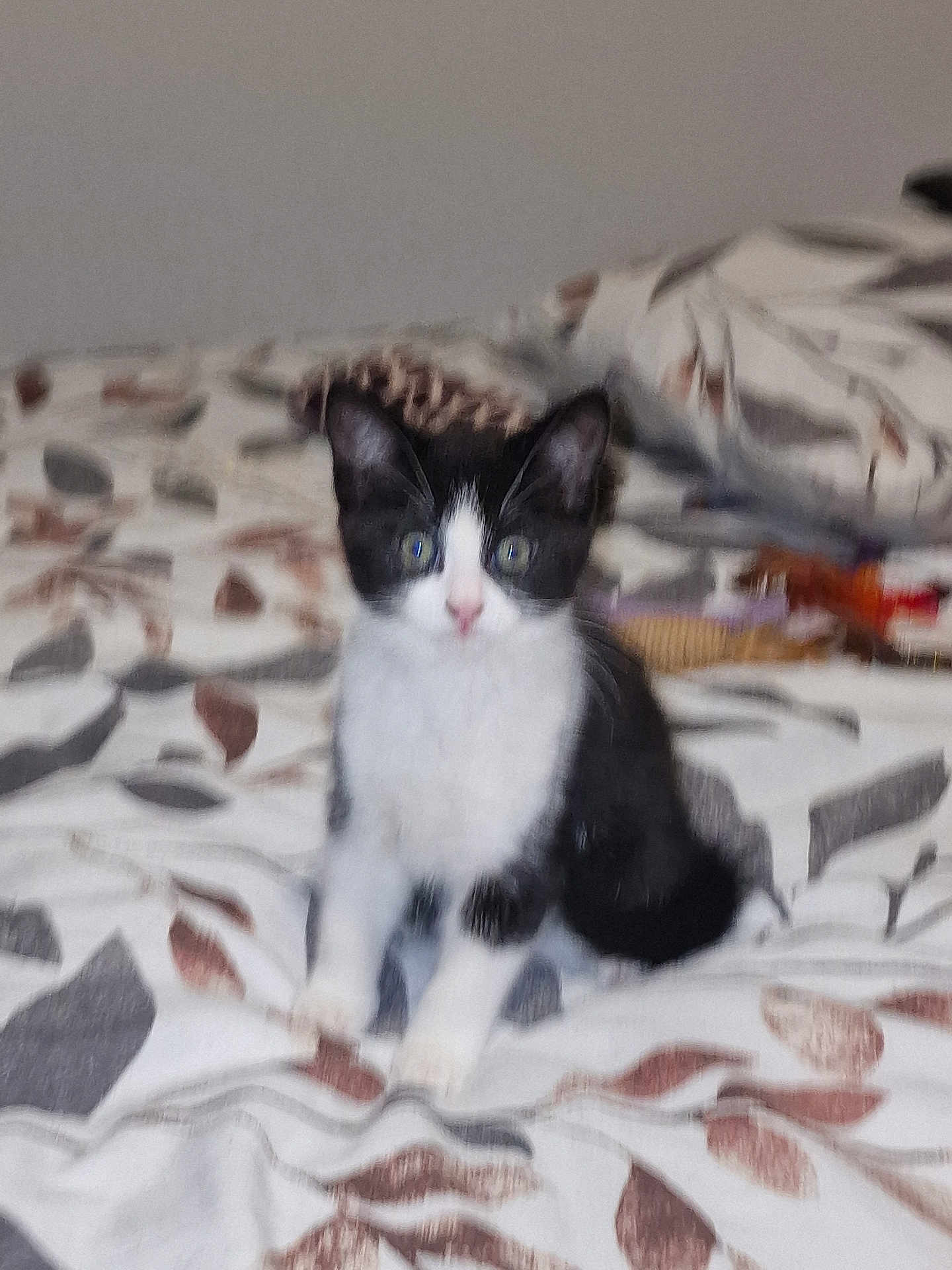 Luna is registered to the contest to win money with this photo: kitten, cat, black_and_white, pet, bedspread, indoor, animal, feline, young, small, cute, sitting, curious, soft, blurred, domestic, fur, whiskers, ears, eyes