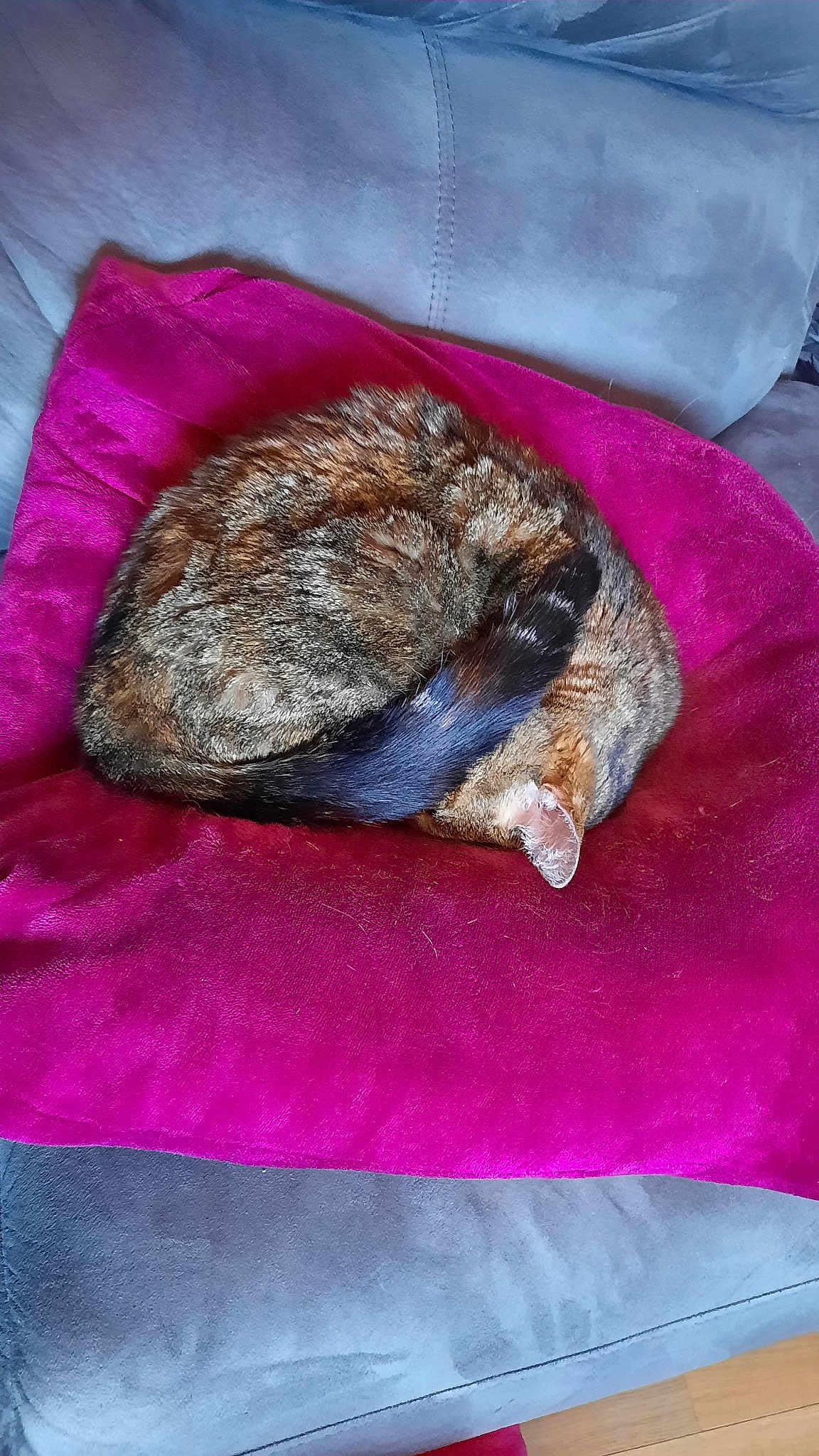Choupi
