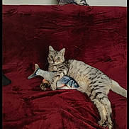 Coeucoeur participe au concours pour gagner de l'argent avec cette photo : cat, tabby_cat, toy_fish, red_blanket, pillow, cat_pillow, indoor, pet, animal, relaxed, curious_eyes, plush, feline, cozy, couch, home, resting, cute, domestic_animal, sleepy