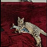 cat, tabby_cat, toy_fish, red_blanket, pillow, cat_pillow, indoor, pet, animal, relaxed, curious_eyes, plush, feline, cozy, couch, home, resting, cute, domestic_animal, sleepy