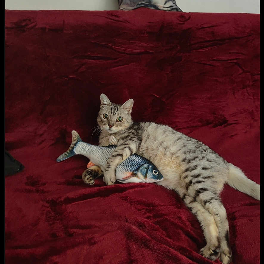 Coeucoeur participe au concours pour gagner de l'argent avec cette photo : cat, tabby_cat, toy_fish, red_blanket, pillow, cat_pillow, indoor, pet, animal, relaxed, curious_eyes, plush, feline, cozy, couch, home, resting, cute, domestic_animal, sleepy