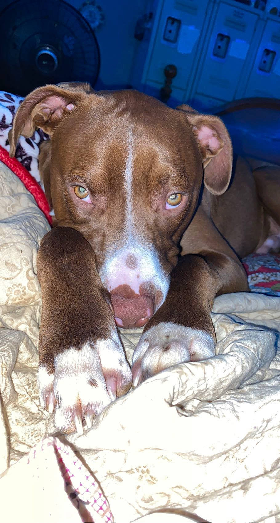 Nash is registered to the contest to win money with this photo: canidae, carnivore, comfort, companion_dog, dog, dog_breed, fawn, hunting_dog, liver, non_sporting_group, snout, sporting_group, whiskers, working_animal