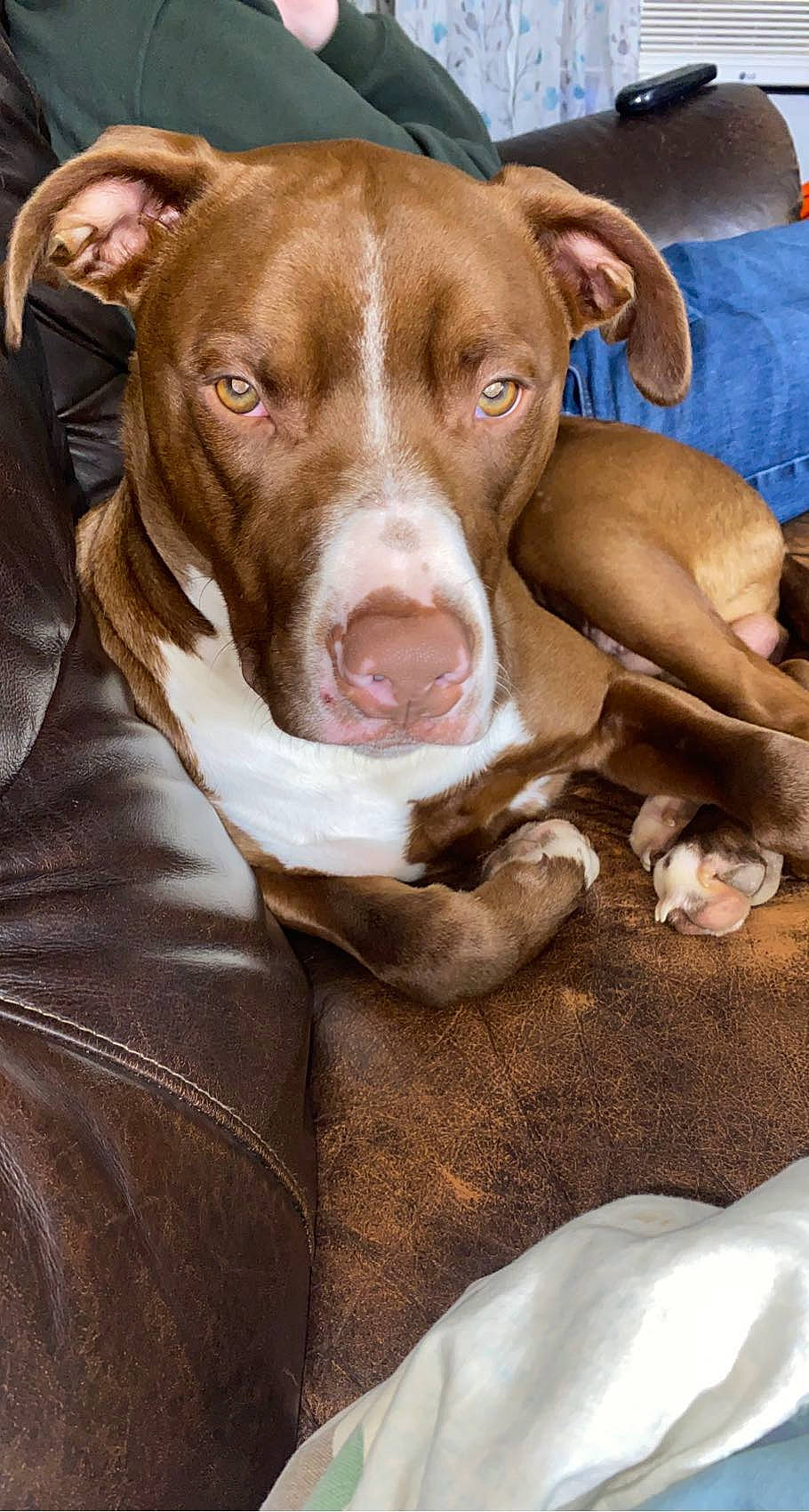 Nash joined the competition — help win amazing prizes! canidae, carnivore, comfort, companion_dog, dog, dog_breed, dog_supply, fawn, fur, hunting_dog, liver, non_sporting_group, snout, sporting_group, whiskers, working_animal, wrinkle