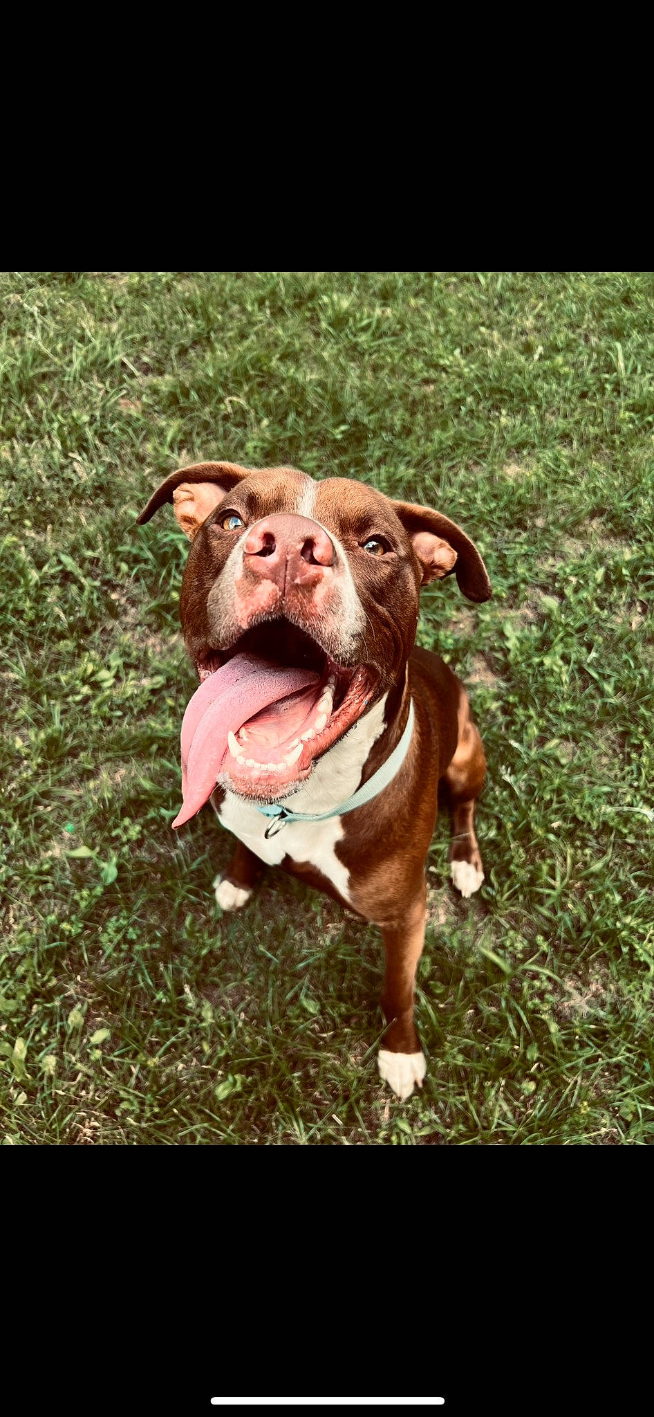 Nash is registered to the contest to win money with this photo: canidae, carnivore, collar, companion_dog, dog, dog_breed, dog_collar, fawn, grass, groundcover, hunting_dog, liver, molosser, non_sporting_group, plant, terrestrial_animal, whiskers, working_animal, working_dog, wrinkle